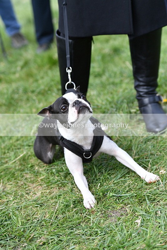 WJ5_0578 - Class 7 Best Terrier