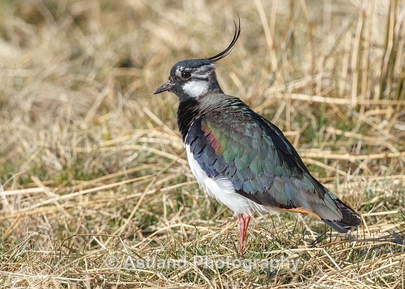 Astland Photography, Bird and Wildlife Images, Susan and Peter Wilson, U.K.