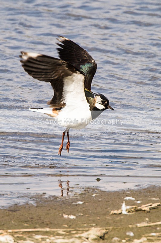 20130507-_MG_3601 - Lapwing