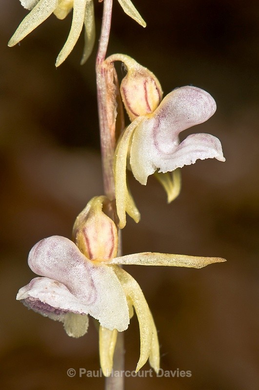  - Orchids - Various