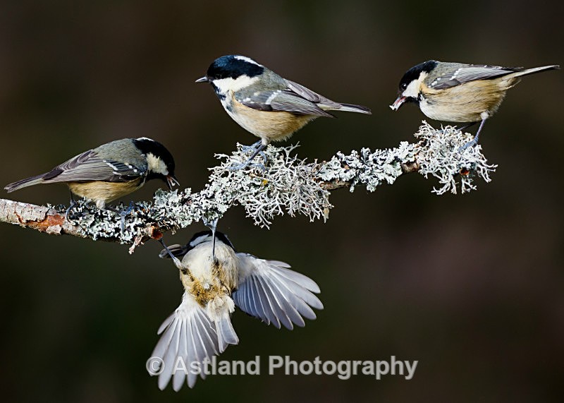Astland Photography, Bird and Wildlife Images, Susan and Peter Wilson, U.K.