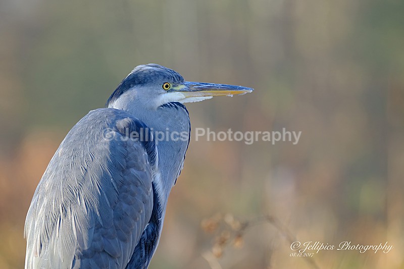 - Wildlife and Nature