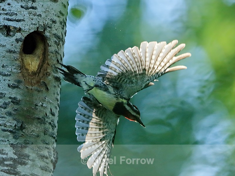Yellow-bellied Sapsucker (male) in flight from nest hole, Minnesota - Yellow-bellied Sapsucker