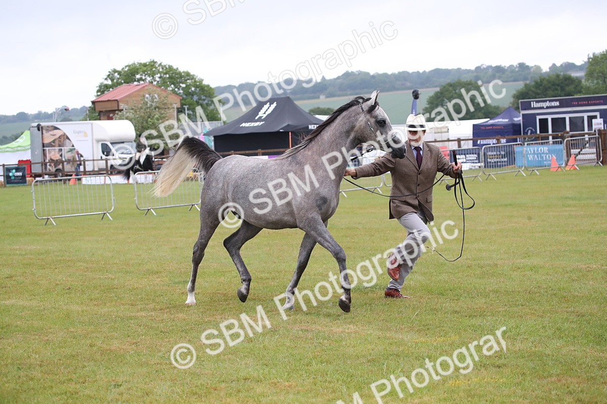 SBM_00019 - Class 17-20 - Arab & Part Bred - Anglo Arab In Hand
