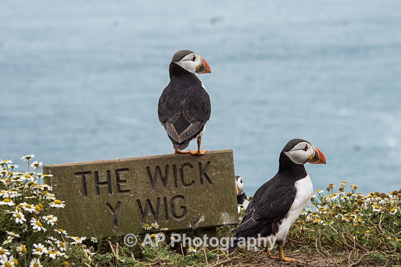 ACP_0331-1 - Puffins on Skomer Island