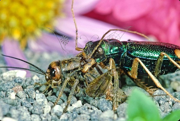 Tiger Beetle attacking Cricket - ANIMALS