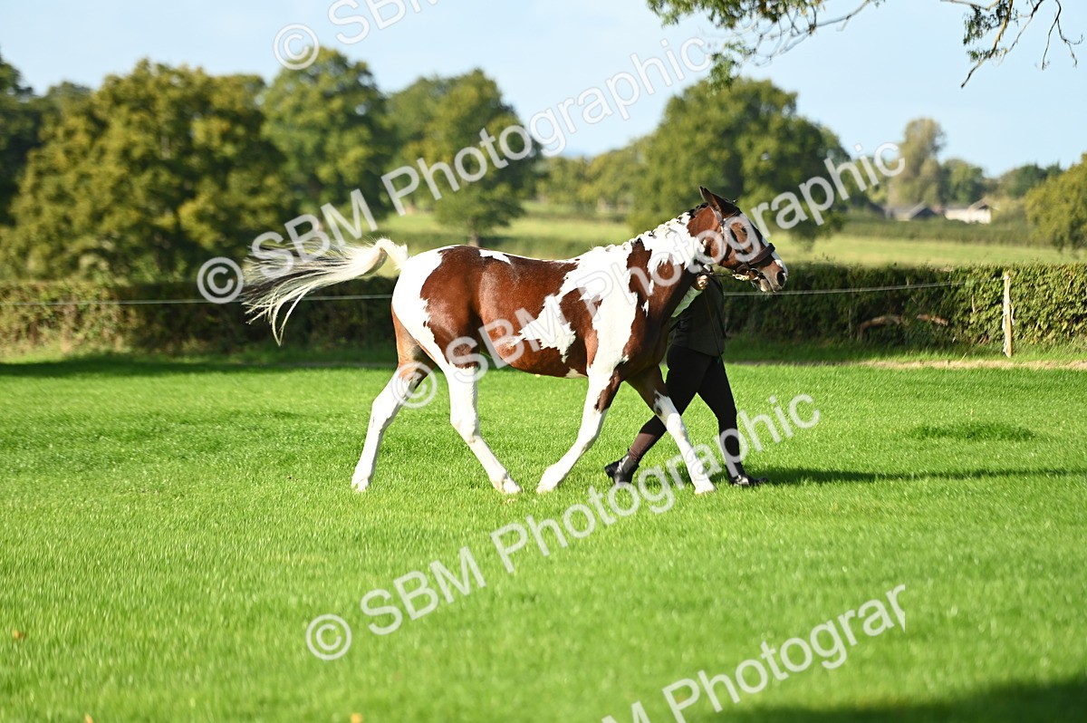 SBM_15816 - S1 - TSR in Hand Horse & Pony Showing