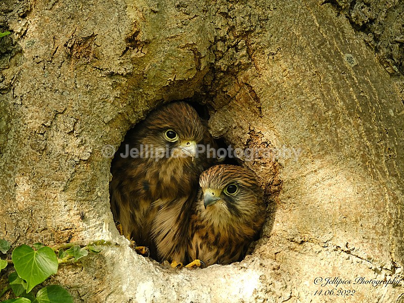 - Wildlife and Nature