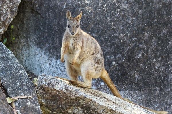  - Mammals