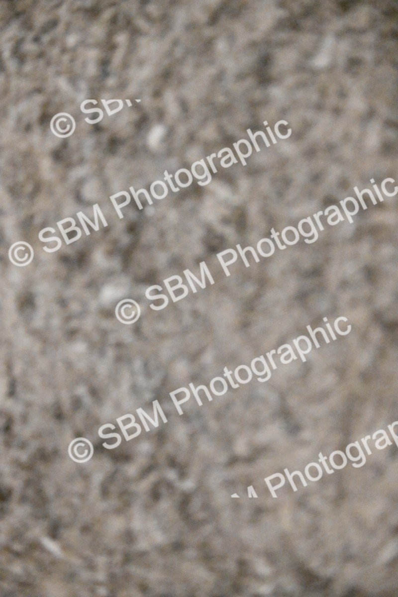 SBM_003021 - Class 37,38 - UKPSAF Performance Horse & Pony