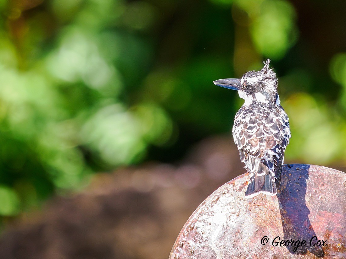 Pied Kingfisher - Gambia 2025