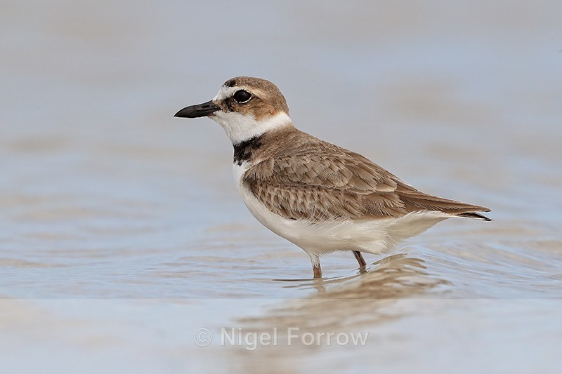 Wilson's Plover (breeding adult), Fort De Soto Park, Florida - Wilson's Plover