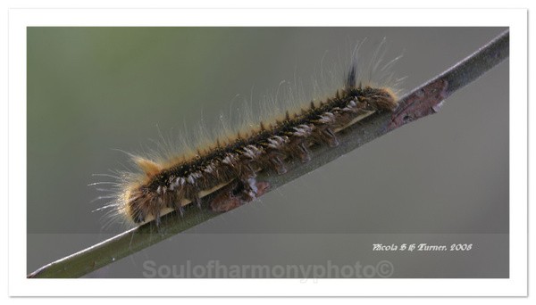 Drinking Moth Catapillar - Invertebrate's Macro