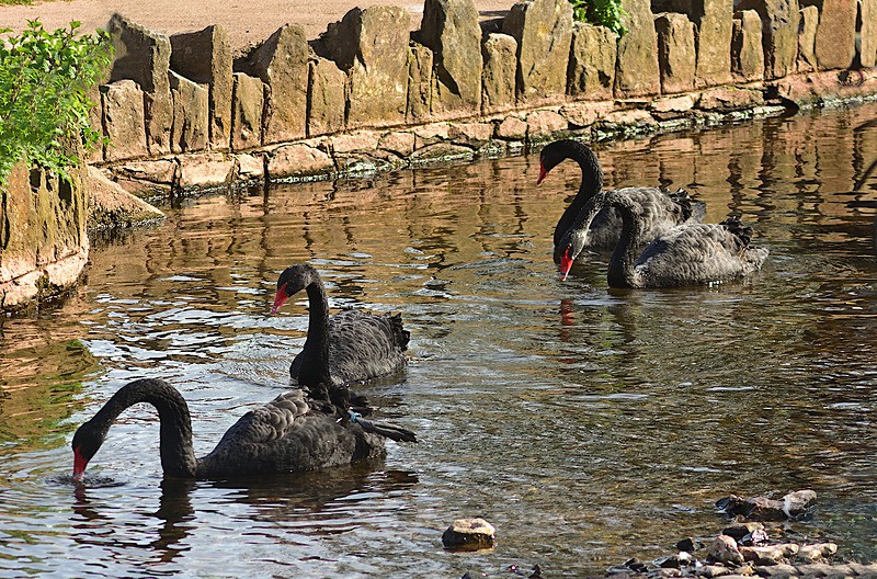 Group of Black Swans - cygnets from 2025 - Dawlish and Black Swans