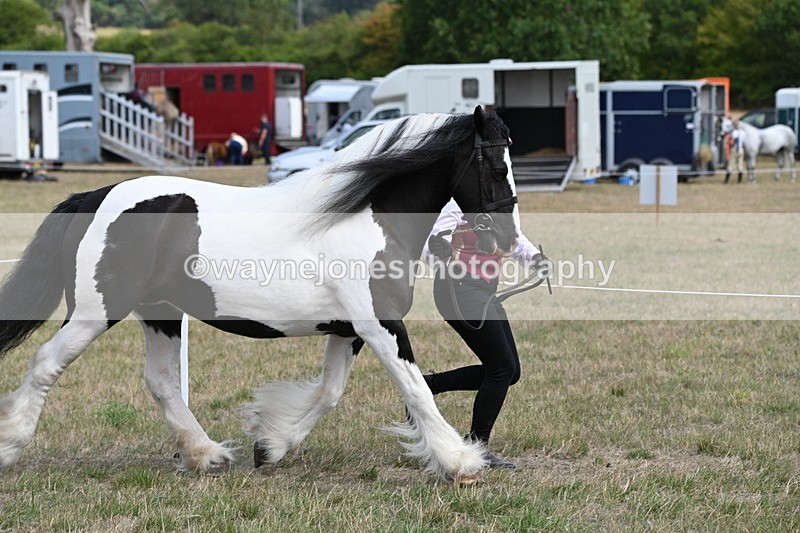 WJ6_6523 - Class 20 In-hand Cob