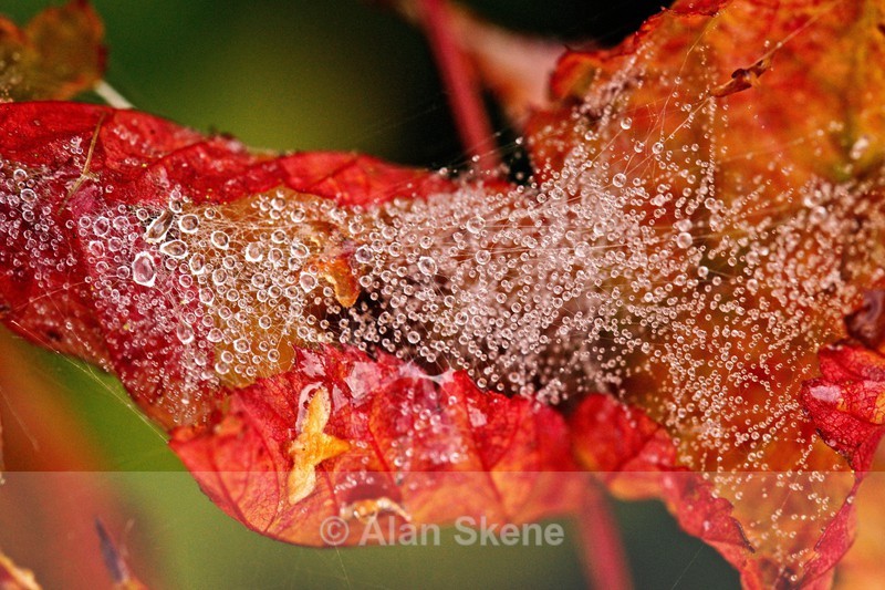 DSC01730 - Autumn