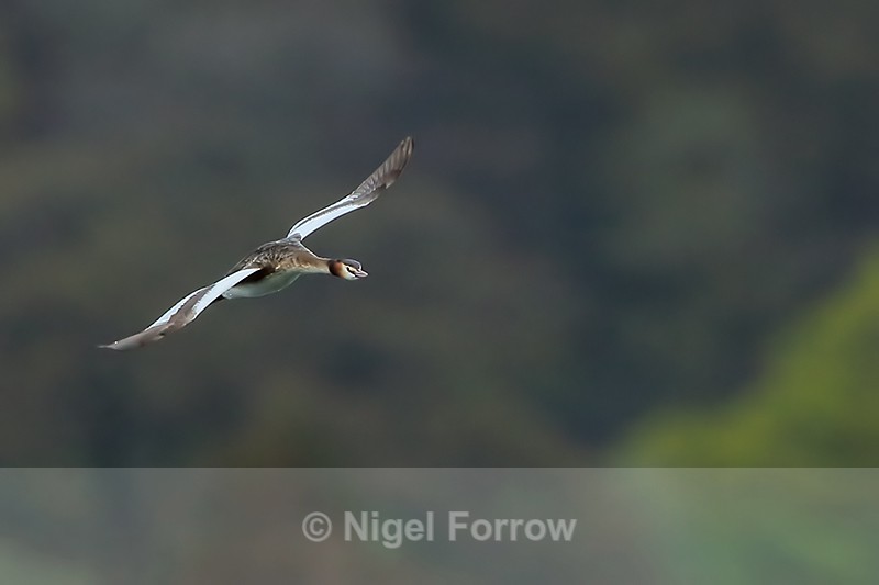 Great Crested Grebe banking, Farmoor Reservoir - Great Crested Grebe