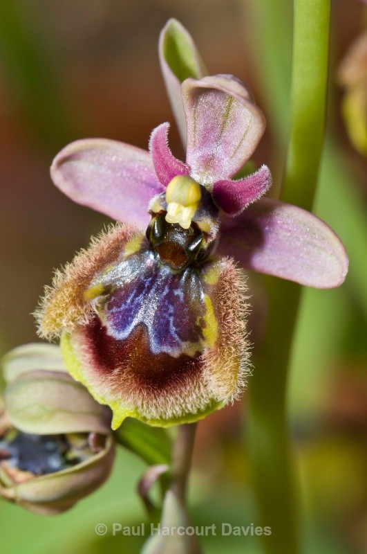 Hybrid beteewn Sawfly and mirror orchids artificially produced (Ophrys tenthredinifera x O. speculum = Ophrys x heraultii) - Orchids - Ophrys
