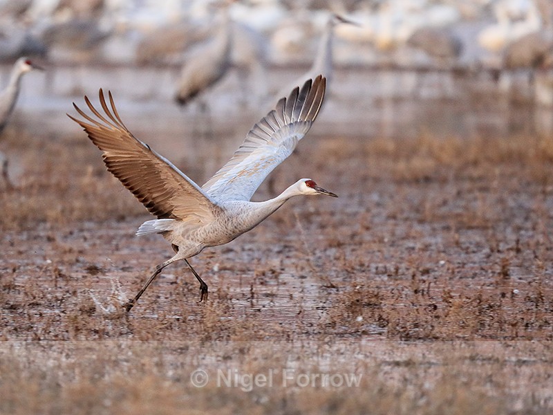 Sandhill Crane running before take-off, Bosque del Apache, New Mexico - Sandhill Crane
