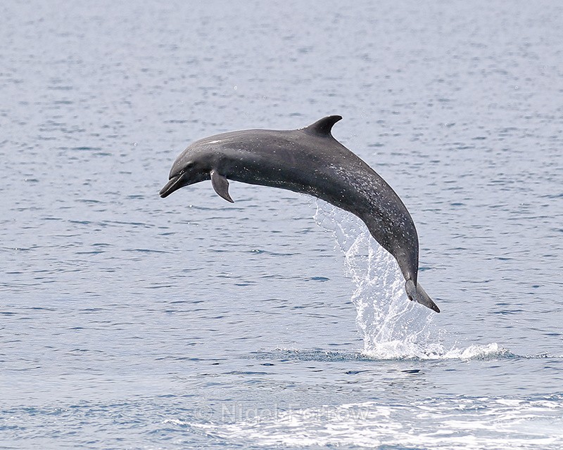 Spotted Dolphin jumping, Costa Rica - Dolphin