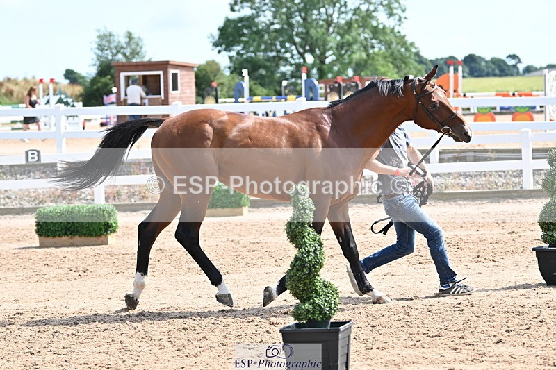 240717A-153015-02852 - Trot Up 3pm to 4pm