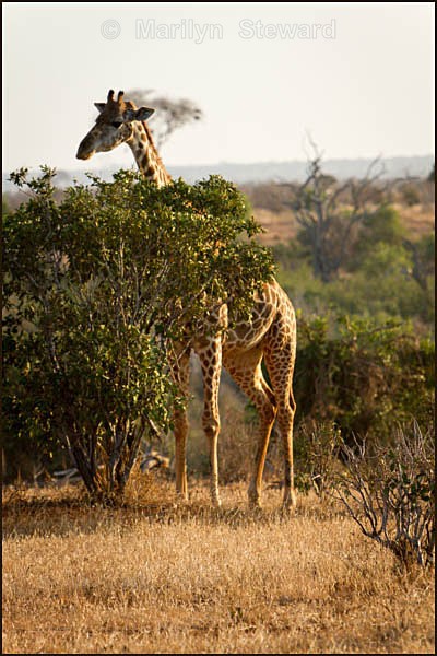 Giraffe trying to hide - Kenya, Tsavo East