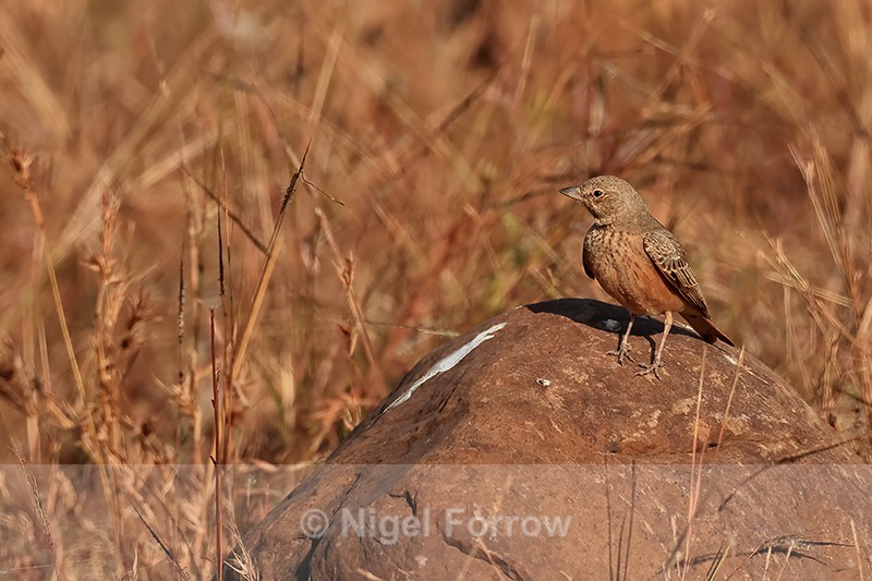 Rufous-tailed Lark, Panna National Park, Madhya Pradesh, India - Rufous-tailed Lark