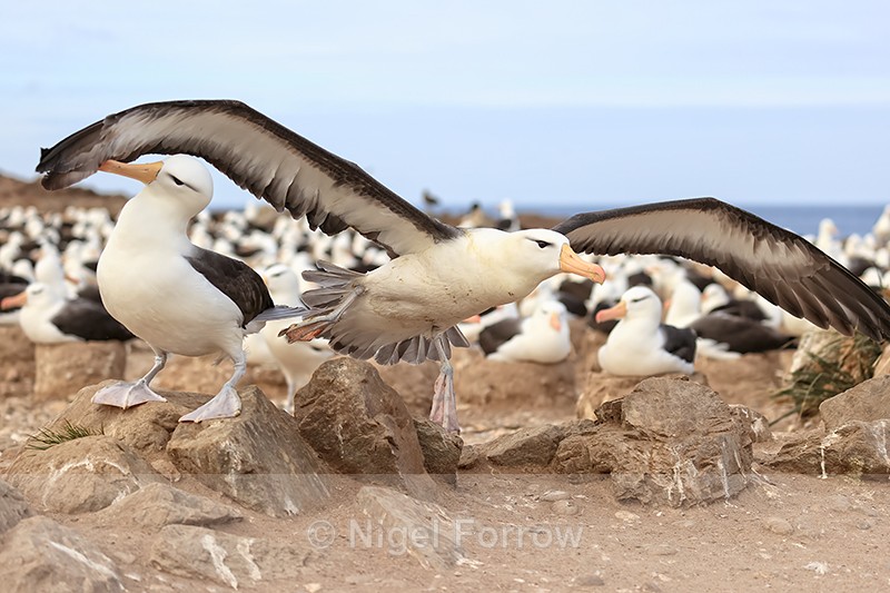 Black-browed Albatross clips another on takeoff, Steeple Jason - Black-browed Albatross