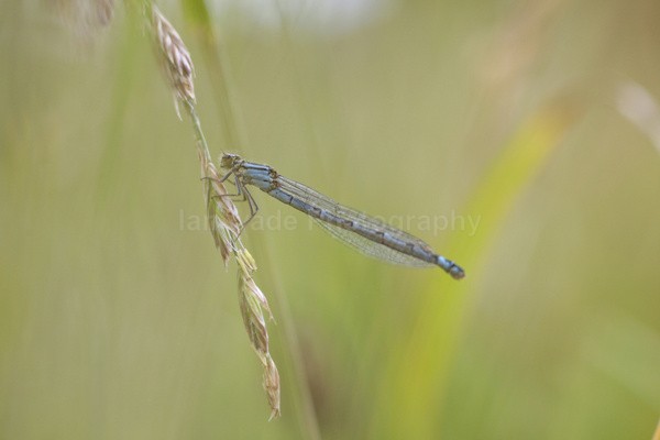  - Insects & Snails, Great Britain