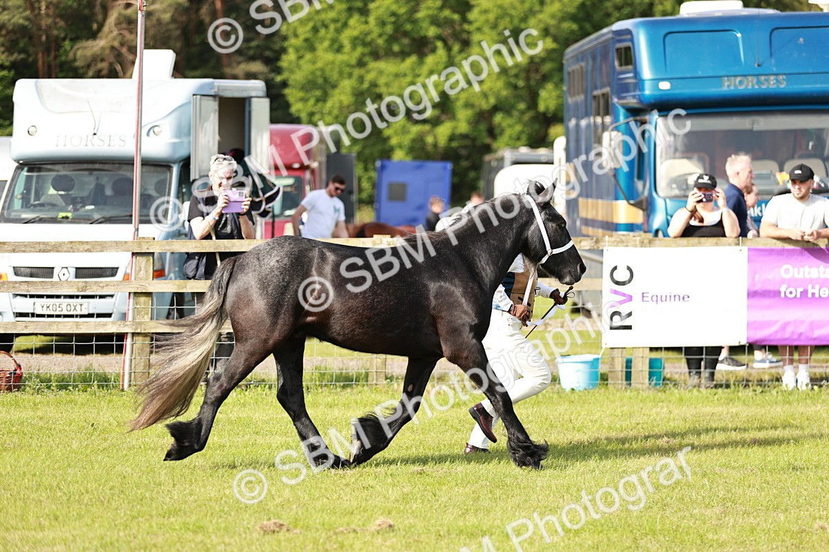 SBM_00699 - Class 14-23 - Mountain & Moorland In Hand Non Welsh