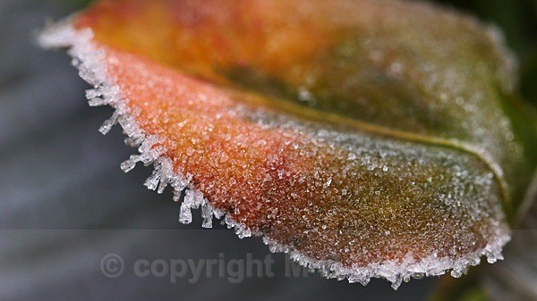 Frozen Euonymus Leaf - MACRO & CLOSE UPS