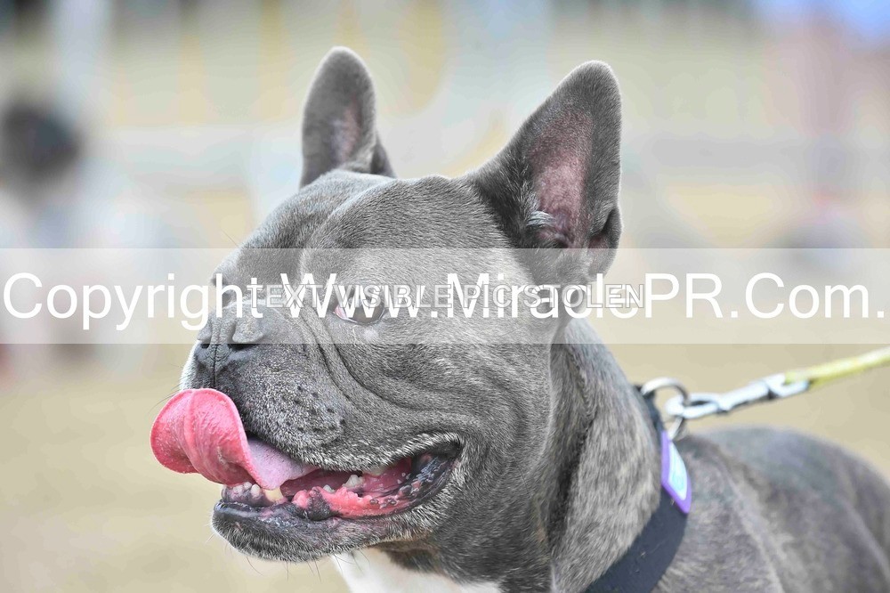 SH4_0148 - Dog show.