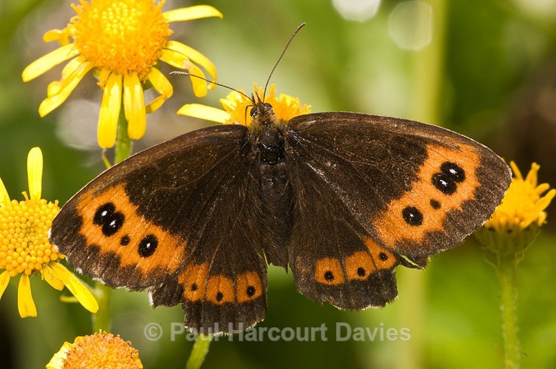  - Bugs: Butterflies