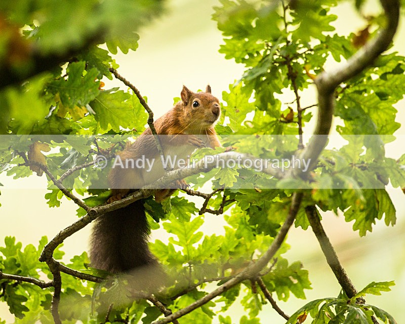 20131001-3K8A6430 - Red Squirrel