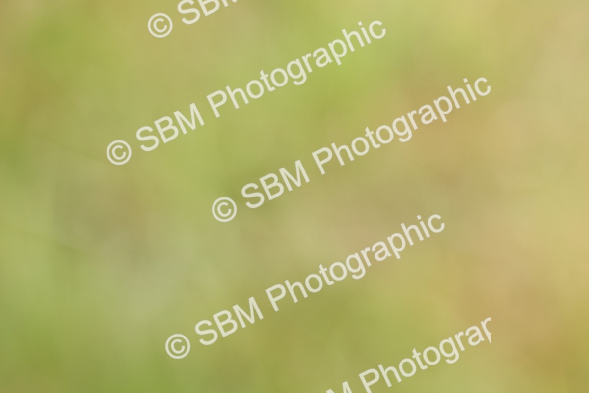 SBM_09704 - Class 44-45 - LIHS BSPS Open Nursery and Cradle Stakes