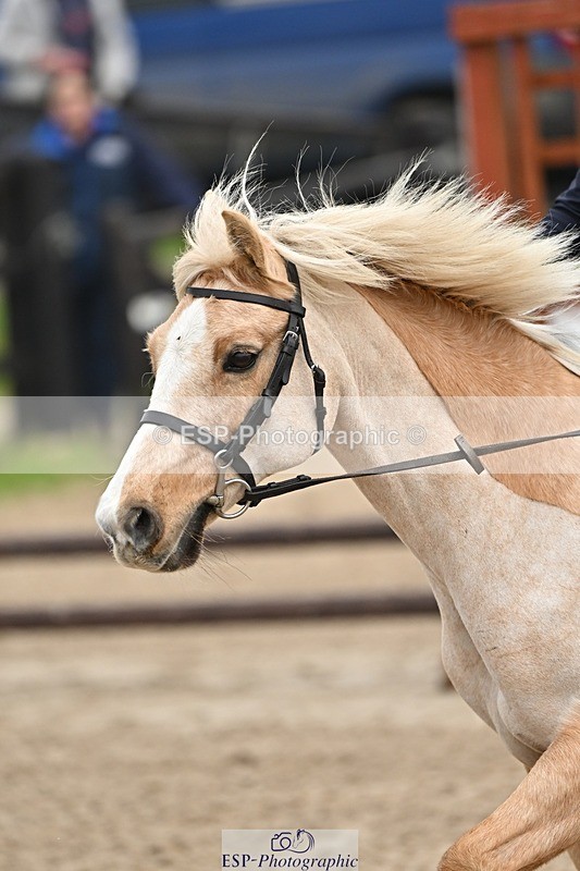 241110-100009-00152 - 40cm Showjumping