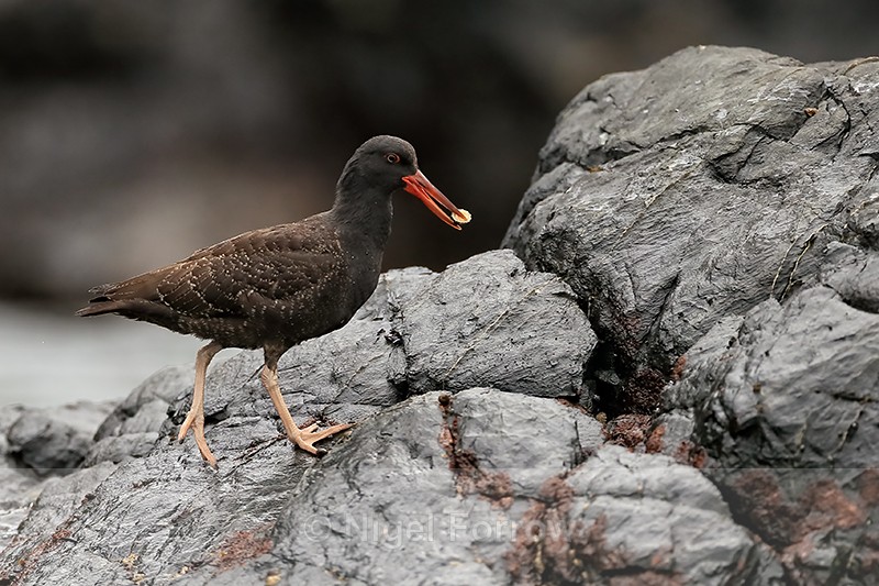 Blackish Oystercatcher (juvenile) with food, Chanaral Island, Chile - Blackish Oystercatcher