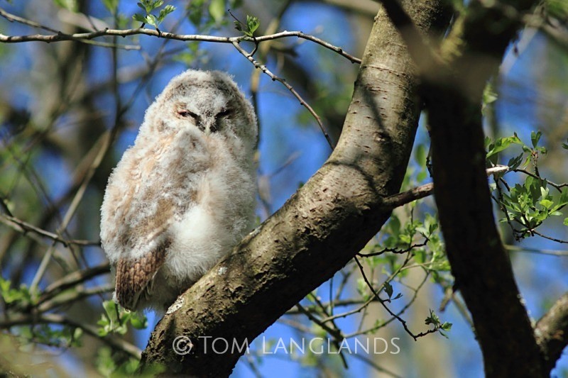 Tawny Owl - All Other Birds