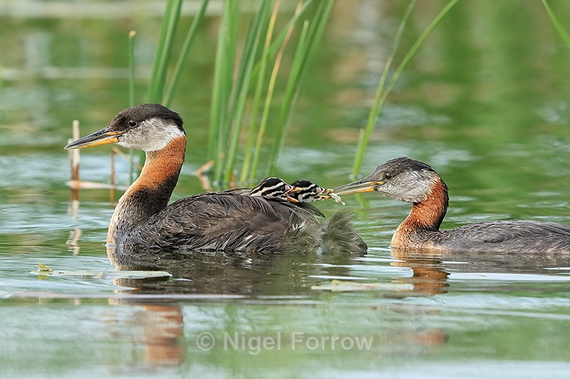 Red-necked Grebe chicks feeding, Minnesota, USA - Red-necked Grebe