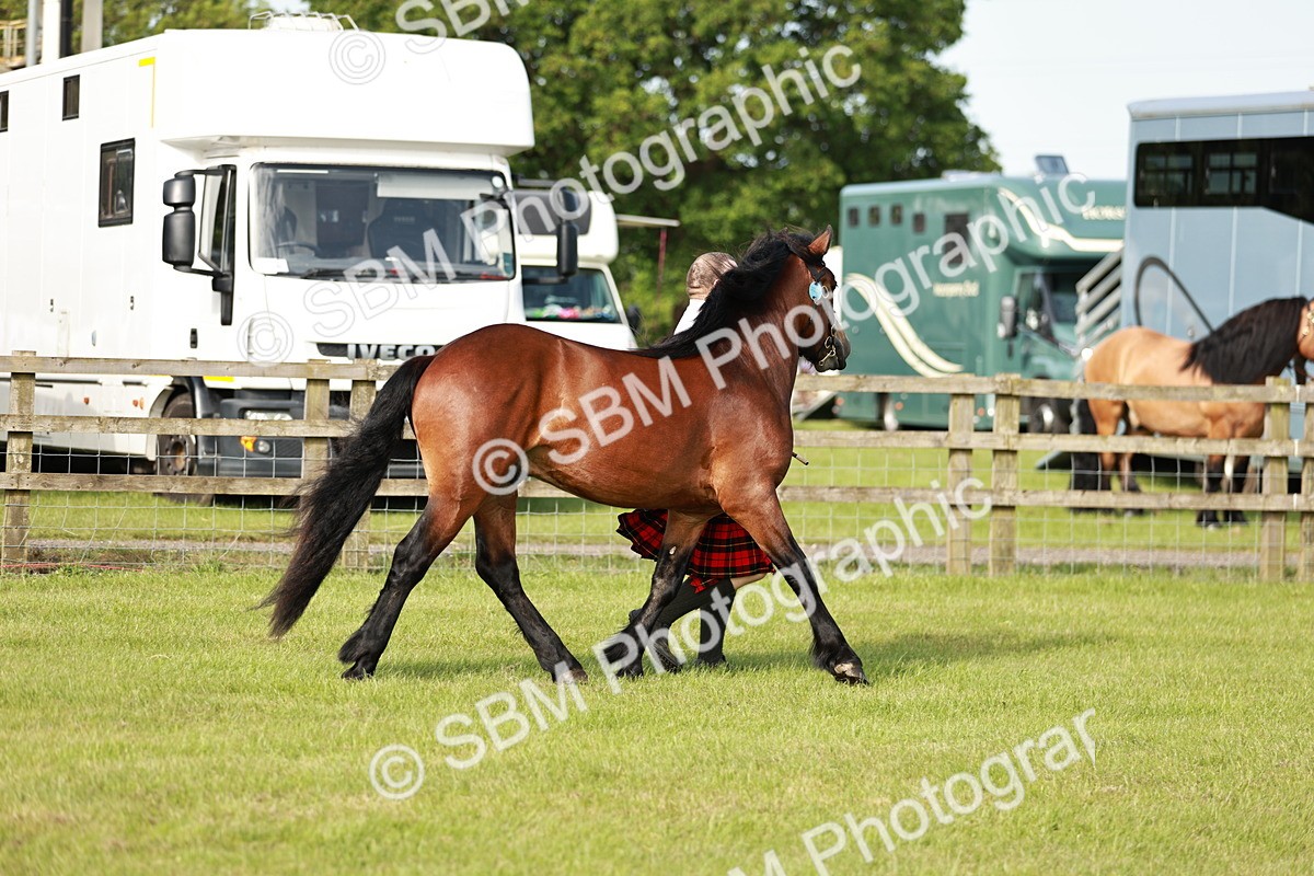 SBM_00686 - Class 14-23 - Mountain & Moorland In Hand Non Welsh