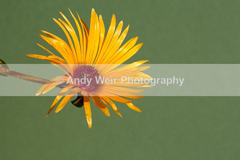 20110603-IMG_4512-454 - Plants & Flowers