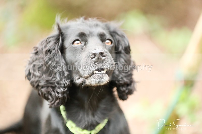 SPXX3957 - Endurance Dogs