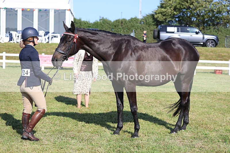 3E7A5719 - Class 2: Rising Star Large Hack/Riding Horse