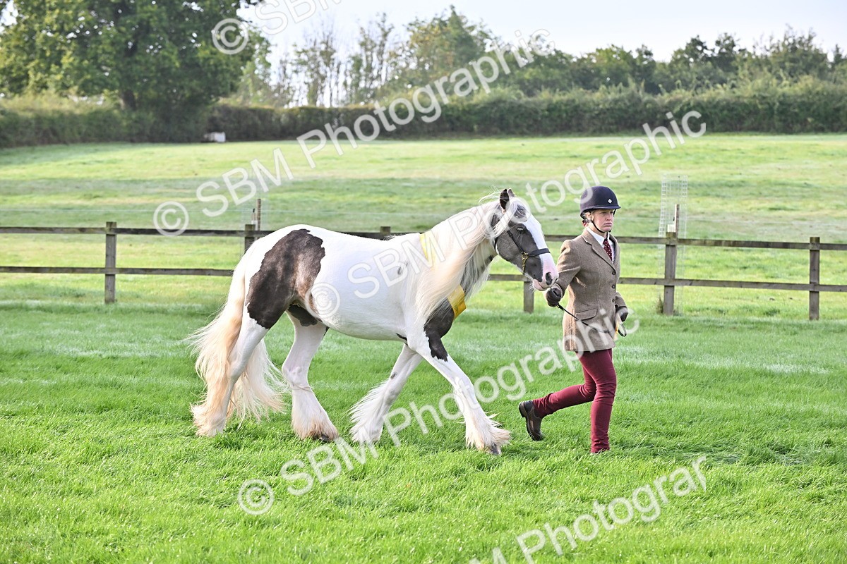 SBM_55406 - S44 - Youngstock In Hand