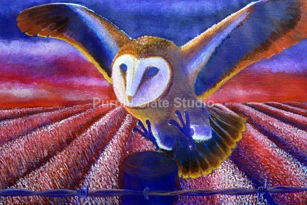 Owl - Paintings