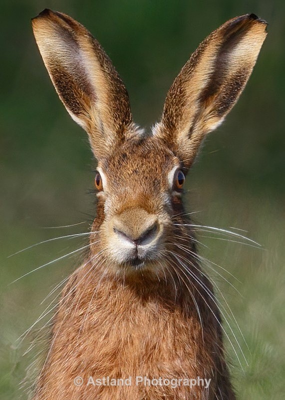 Astland Photography, Bird and Wildlife Images, Susan and Peter Wilson, U.K.
