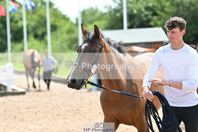 240717A-150228-02468 - Trot Up 3pm to 4pm