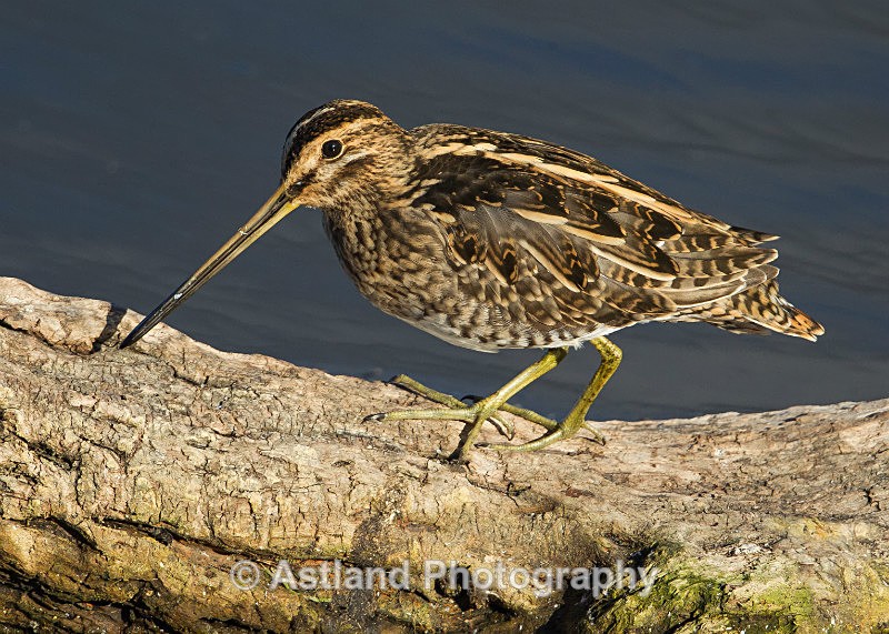 Astland Photography, Bird and Wildlife Images, Susan and Peter Wilson, U.K.