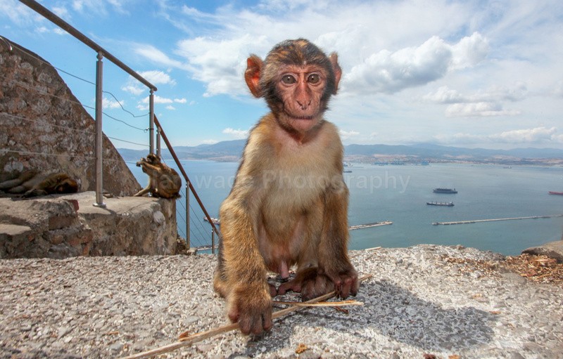 Barbary Macaques on the Rock of Gibraltar - Barbary Macaques at the Rock of Gibraltar