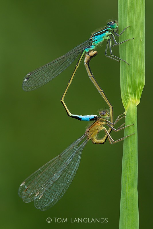 Common Blue Damselfly - Macro